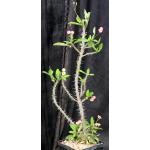 Euphorbia milii cv Pink 5-inch pots