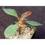 Euphorbia neohumbertii 4-inch pots