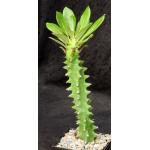 Euphorbia neriifolia 5-inch pots