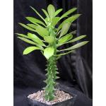 Euphorbia neriifolia one-gallon pots