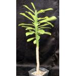 Euphorbia nivulea one-gallon pots