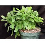 Euphorbia nivulea (crest) 8-inch pots