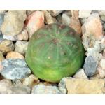 Euphorbia obesa 2-inch pots