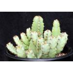 Euphorbia resinifera 3-gallon pots