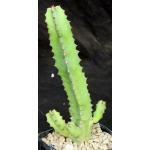 Euphorbia resinifera 5-inch pots