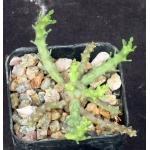 Euphorbia sp. aff. gorgonis (GM 211) 2-inch pots