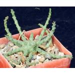 Euphorbia sp. aff. gorgonis (GM 224) 4-inch pots