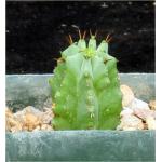Euphorbia sp. aff. fruticosa 4-inch pots