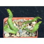 Euphorbia stellata 4-inch pots