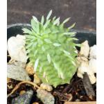 Euphorbia stellispina 2-inch pots