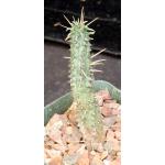 Euphorbia submammillaris 4-inch pots