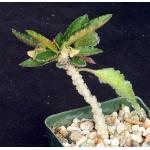 Euphorbia suzannae-marnierae 4-inch pots