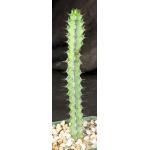 Euphorbia tescorum (Lav 12516) 5-inch pots