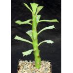 Euphorbia trapaeifolia 5-inch pots