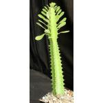 Euphorbia trigona 5-inch pots