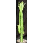 Euphorbia trigona one-gallon pots