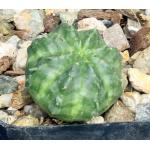 Euphorbia valida (GM 007) 2-inch pots