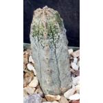 Euphorbia abdelkuri 4-inch pots
