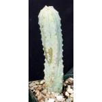 Euphorbia abdelkuri 4-inch pots