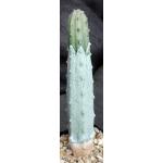 Euphorbia abdelkuri 5-inch pots