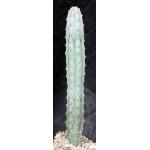 Euphorbia abdelkuri 5-inch pots