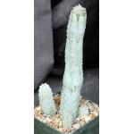 Euphorbia abdelkuri (multibranched) 5-inch pots	$85	 From one lo