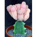Euphorbia abdelkuri ‘Damask’ one-gallon pots
