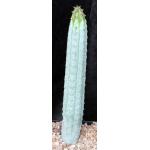 Euphorbia abdelkuri one-gallon pots