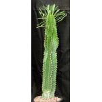 Euphorbia abyssinica 2-gallon pots