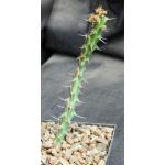 Euphorbia actinoclada 5-inch pots