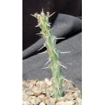 Euphorbia actinoclada (Lav 12224) 4-inch pots