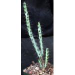 Euphorbia aeruginosa (major) 4-inch pots