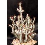 Euphorbia aeruginosa (minor) 5-inch pots