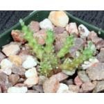 Euphorbia albipollinifera 4-inch pots