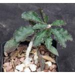 Euphorbia ambovombensis 4-inch pots