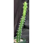 Euphorbia amicorum 4-inch pots
