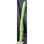 Euphorbia ammak 3-gallon pots