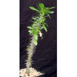 Euphorbia analavelonensis one-gallon pots