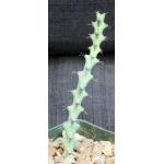 Euphorbia angustiflora 4-inch pots