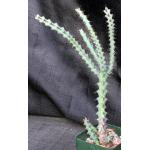 Euphorbia angustiflora 5-inch pots