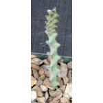 Euphorbia angustiflora 4-inch pots