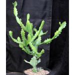 Euphorbia antiquorum 2-gallon pots