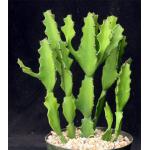 Euphorbia antiquorum 8-inch pots