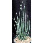Euphorbia antisyphilitica 8-inch pots