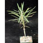 Euphorbia atropurpurea 3-inch pots