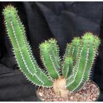 Euphorbia avasmontana 8-inch pots