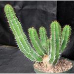 Euphorbia avasmontana 8-inch pots