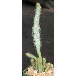 Euphorbia baioensis 4-inch pots