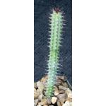 Euphorbia baioensis 3-inch pots