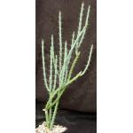 Euphorbia ballyana 5-inch pots